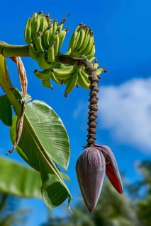 Banana (Musa ensete)