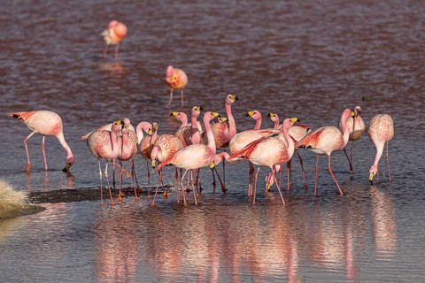 Andean Flamingos (Phoenicoparrus andinus) in the Laguna Colorada