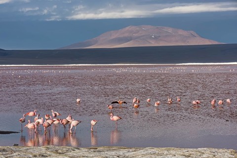 Andean Flamingos (Phoenicoparrus andinus) in the Laguna Colorada