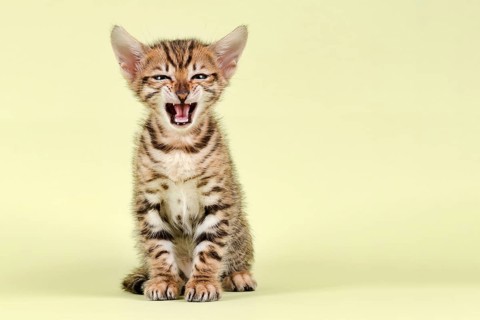 Breedcat Toyger (Felis silvestris catus)