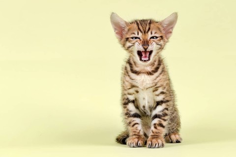 Breedcat Toyger (Felis silvestris catus)