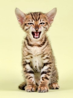 Breedcat Toyger (Felis silvestris catus)
