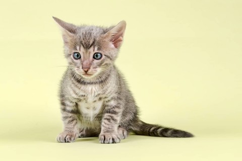 Breedcat Toyger (Felis silvestris catus)