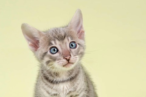Breedcat Toyger (Felis silvestris catus)