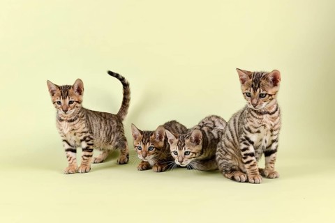 Breedcat Toyger (Felis silvestris catus)