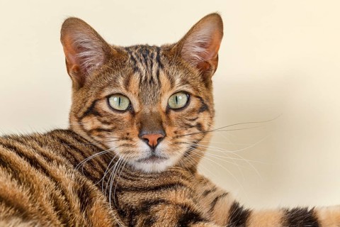 Breedcat Toyger (Felis silvestris catus)
