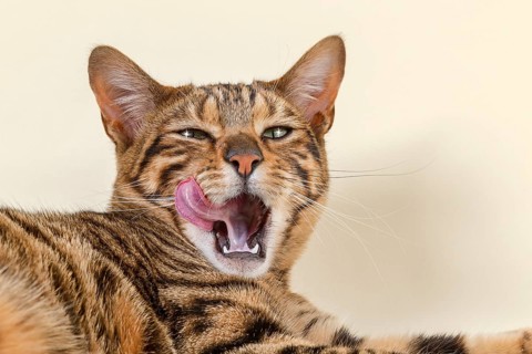 Breedcat Toyger (Felis silvestris catus)