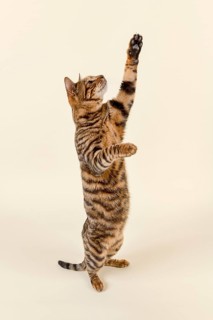 Breedcat Toyger (Felis silvestris catus)