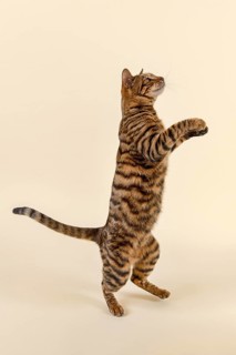 Breedcat Toyger (Felis silvestris catus)