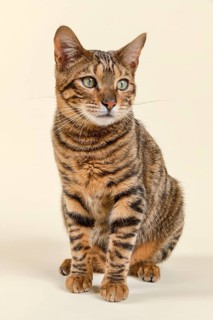 Breedcat Toyger (Felis silvestris catus)