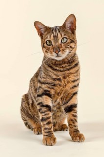 Breedcat Toyger (Felis silvestris catus)