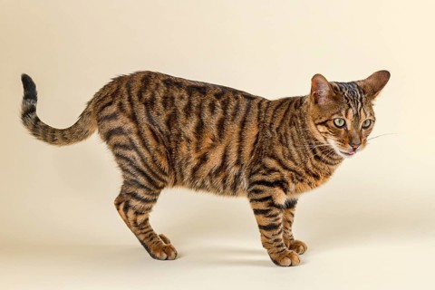 Breedcat Toyger (Felis silvestris catus)
