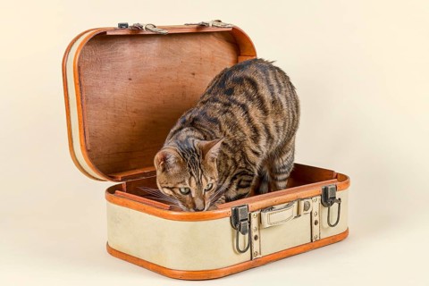 Breedcat Toyger (Felis silvestris catus)