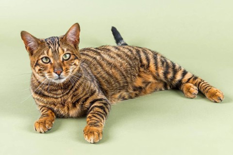 Breedcat Toyger (Felis silvestris catus)
