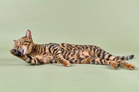 Breedcat Toyger (Felis silvestris catus)