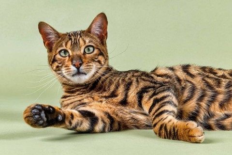 Breedcat Toyger (Felis silvestris catus)