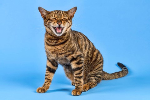 Breed cat Toyger (Felis silvestris catus)