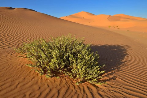 Desert plant on sanddunes