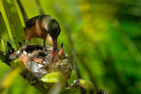 Cinnamon hummingbird (amazilia rutila)