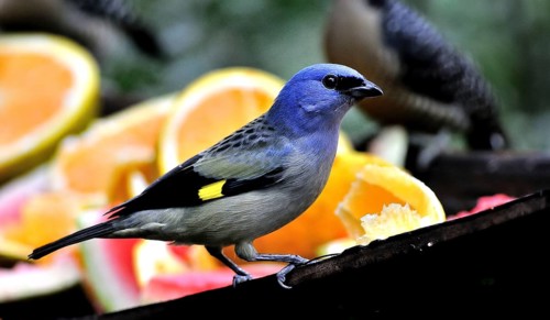 Yellow-winged tanager (thraupis abbas)