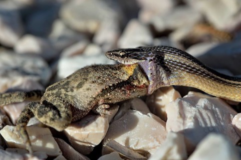 Black-striped Snake (Coniophanes schmidti) with prey