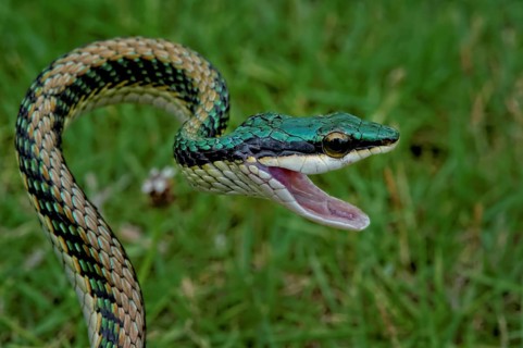 Mexican parrot snake