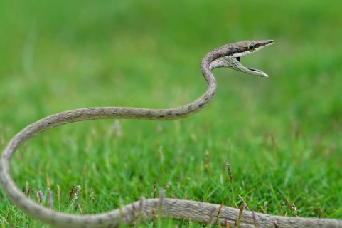 Green Vine Snake (oxybelis aeneus)