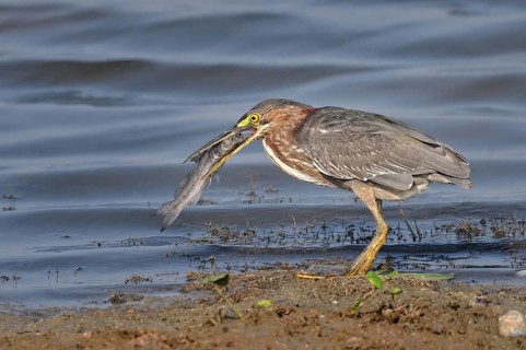 Green heron (butorides virescens) with prey
