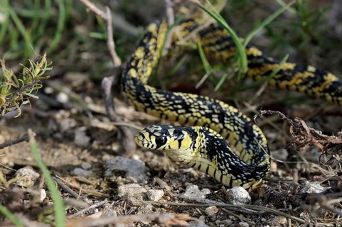 Juvenile tropical Chicken Snake (spilotes pullatus)