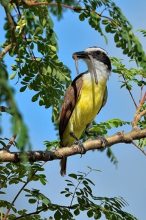 Great kiskadee (pitangus sulphuratus) with worm