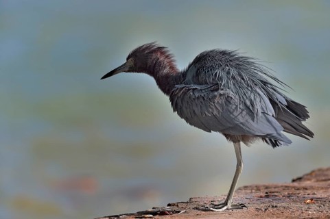 Little Blue Heron (Egretta caerulea)
