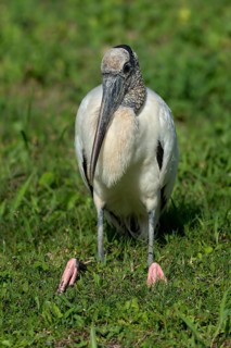 Wood Stork (Mycteria americana) sitting in grass