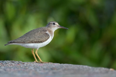 Spotted sandpiper (Actitis macularius) standing on ground