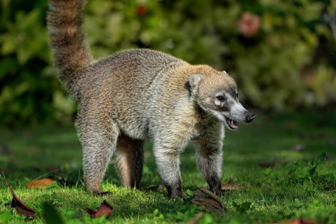 White-nosed coati (Nasua narica)