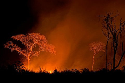 Burning jungle