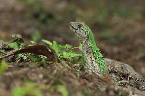 Juvenile Black Spiny-tailed Iguana (Ctenosaura similis) on ground