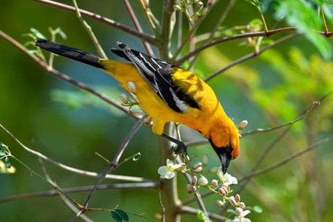 Orange Oriole (Icterus auratus)