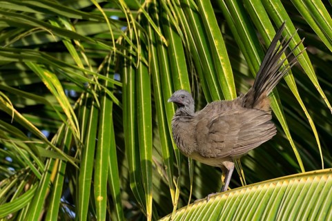 Plain Chachalaca (Ortalis vetula) on a palm leave