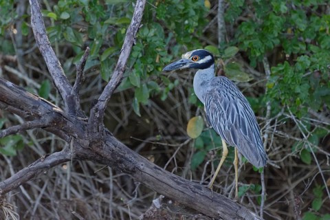 Yellow-crowned night heron (Nyctanassa violacea)