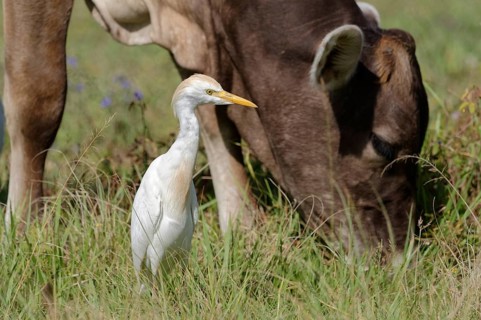 Cattle Egret (Bubulcus ibis) near a cow