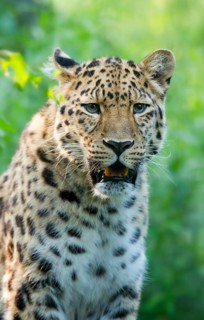 Far Eastern or Amur leopard (Panthera pardus orientalis)