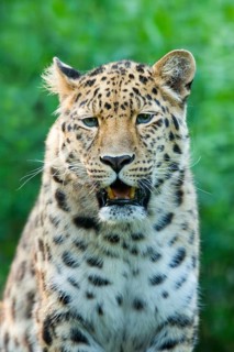 Far Eastern or Amur leopard (Panthera pardus orientalis)