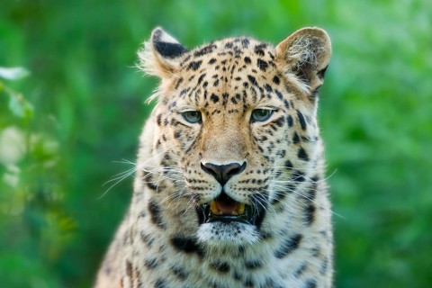 Far Eastern or Amur leopard (Panthera pardus orientalis)