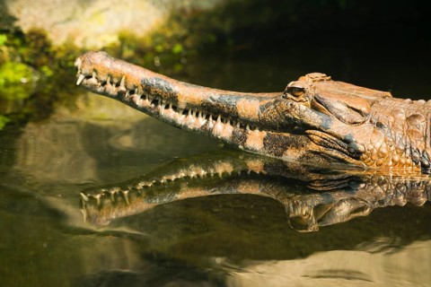False gharial (Tomistoma schlegelii) in the water