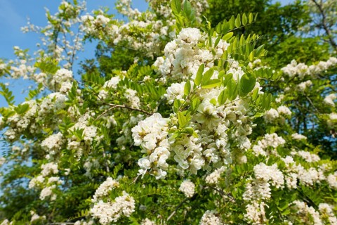 Black locust (Robinia pseudoacacia)