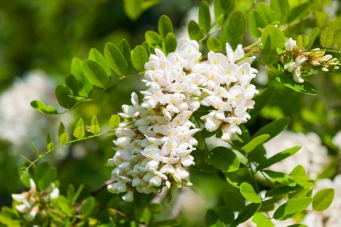 Black locust (Robinia pseudoacacia)