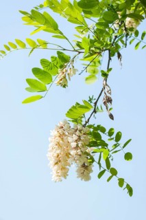 Black locust (Robinia pseudoacacia)