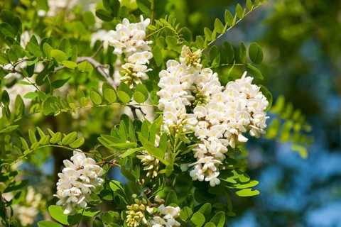 Black locust (Robinia pseudoacacia)