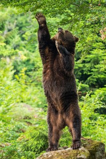 European Brown bear (Ursus arctos)