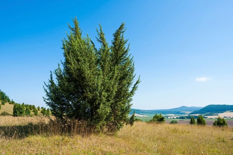 Common juniper (Juniperus communis)
